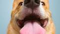 Yes, Your Pet Regulates Your Nervous System