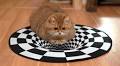 Can Cats See Optical Illusions? This Cute Feline Investigates