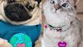 See Doug the Pug, Suki Cat and More of the Adorable Animal Star Nominees for the 2020 PCAs