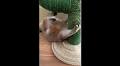 Cat gives ‘abs workout challenge’ in an adorably cute way. Watch | Trending