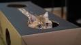 The Reason Cats Love Climbing Inside Boxes