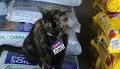 The cutest H-E-B partner in San Antonio is a cat named Zuko