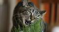 San Antonio-area scientist finds catnip alternatives to get your cat high and happy