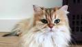 Smoothie the Cat is more photogenic than most humans are, and TBH, I’m jealous