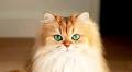 Meet Smoothie, the British Longhair Known as ‘The World’s Most Photogenic Cat’