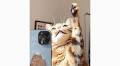 2023's ten highest-earning cat influencers in the world