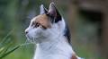 World Cat Day: Top 10 Richest cats in the world 2023