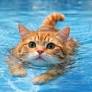 Cat Swim Lessons