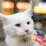 Casper the Maine coon takes kitten’s snack
