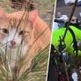 New Jersey Family Cat Rescued After Stuck in Tree for 3 Days