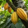 What We’re Reading: Lessons From the ‘Grandmother Cacao’