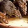 Marlene Zuk's new book discusses unpopular creatures who have lots to teach us.