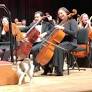 This gorgeous cat steals the show at a classical music concert