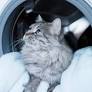 Cat Loves Sitting Next to Washing Machine Just to Hear 'The Song of Her People'
