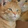 Orange Cats’ Gentle Piano Duet Would Make Mozart Proud