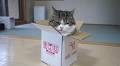 On September 6th, Maru, One Of The Most Popular Cats On YouTube, Passed Away