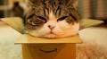 Maru, the record-breaking cat with a love of boxes, has died