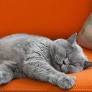 British Shorthair Cat’s Confused and Sleepy Face Will Melt Your Heart Melt