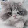 Sleepy Persian Kitten Can’t Make It Through Playtime Without Dozing Off