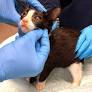 Shelter Needs Your Help After 44 Sick Cats And Kittens Rescued From Greenburgh Home