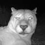 Sleepy Mountain Lion Wakes Up Right in Front of Trail Camera