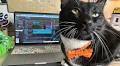 The Arizona Republic is full of cat lovers. See who's behind the scenes of our reporting.