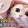 초롱초롱 빛나는 눈빛으로 집사한테 간식 달라고 요청하는 표정 귀여워 심장 아픈 '귀염뽀짝' 아기 냥이