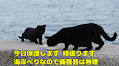 海岸で暮らす野良猫親子、“この寒さでは生きていけない”と子猫を緊急保護　母猫の行動に「切ない」と涙する声（1/3） | 猫 ねとらぼ
