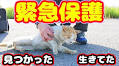 緊急保護したガリガリの野良猫、ボランティア宅に到着すると……　安堵して眠る表情に「涙が出ます」の声 | ねとらぼ