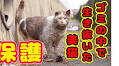 捨てられて真っ黒だった元野良猫が、家猫になった今では……　真っ白で幸せいっぱいの暮らしに「ほんときれいな美猫さんに」「胸が熱くなる」（1/2） | ねとらぼ