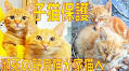 「1日遅かったら助からなかった」　瀕死の野良子猫たちを保護→2匹そろって新しいおうちで幸せに暮らす姿に涙 | ねとらぼ