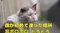 耳をケガしてボロボロの捨て猫保護にやっと成功　人に甘える姿に「涙なくしては見られない」「今まで辛かったね」 | ねとらぼ