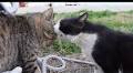 漁港の猫ちゃんの口喧嘩が近すぎ！ 嚙みつかんばかりの距離で言い合いをする猫たちをハラハラと見守る