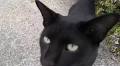 黒猫「ウチ来る？」人懐っこい猫ちゃんに案内されて、秘密のねぐらへついて行ってみた