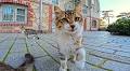 カメラにソ〜ッと近づいて、素早くパンチして離れる猫がとっても可愛かった♪