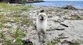 浜辺で出会った猫さんの長〜い「ニャーーーン」が可愛すぎた (〃∇〃)♡