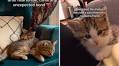 ‘Sweetest’ Foster Kitten Loses Bonded Sibling, Tears at What Happens Next