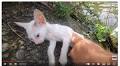 Are Animal Rescues You See Online Real? New Report Reveals Disturbing Trend