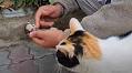 Mama cat places her dying kitten in man’s hands, receives a response she will never forget