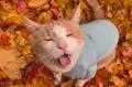 Meet Marv the Adventure Cat: My Advice To Give The Cat Leash A Try