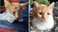 Tears at Incredible Transformation as Man Rescues ‘Dying’ Kitten From Street