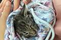 Sturgeon Bay mom, daughter save kitten that jumped into the water off the Michigan Street Bridge