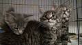 'Kitten shower' to help Lackawanna County rescue