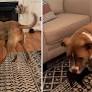 Woman Brings Tiny Kitten Home—Shock at What She Trains Her Dog To Do