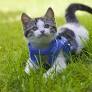 This Abandoned Tiny Kitten Found His Hero, and the Snuggles Won’t Stop