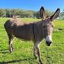 Donkey’s Gentle Meeting With Tiny Kitten Is the Definition of Tender