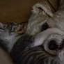 Pit Bull Carefully Carries Tiny Kitten to Her Human Mom