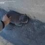 California Highway Patrol officer rescues stranded kitten on 405 Freeway in Los Angeles