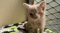 Kitten found in Berkshire with one eye finds new home in Suffolk