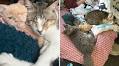 ‘Tiny’ One-Eyed Kitten Abandoned by Owner Finds Love in Forever Home
